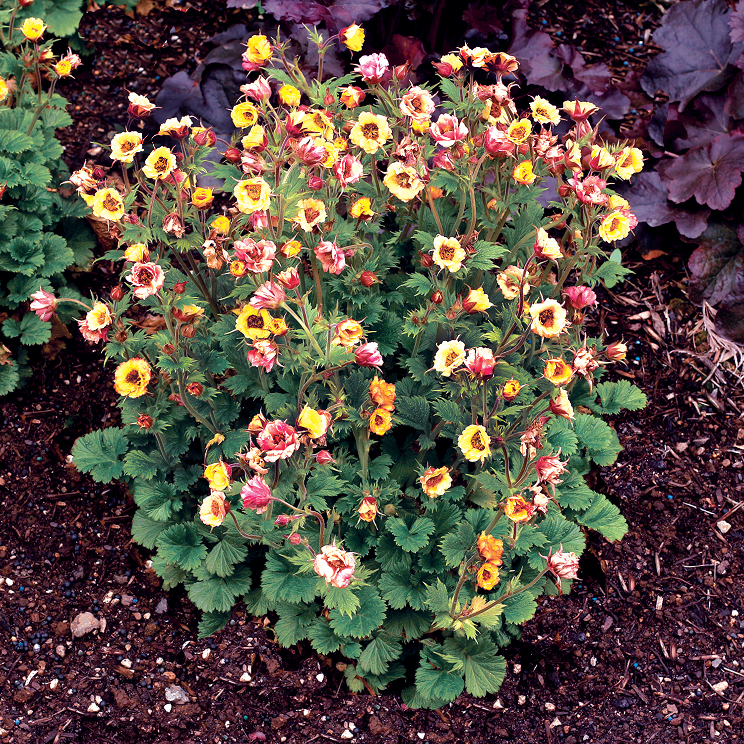 Download Geum TEMPO™ Yellow | TERRA NOVA® Nurseries, Inc.