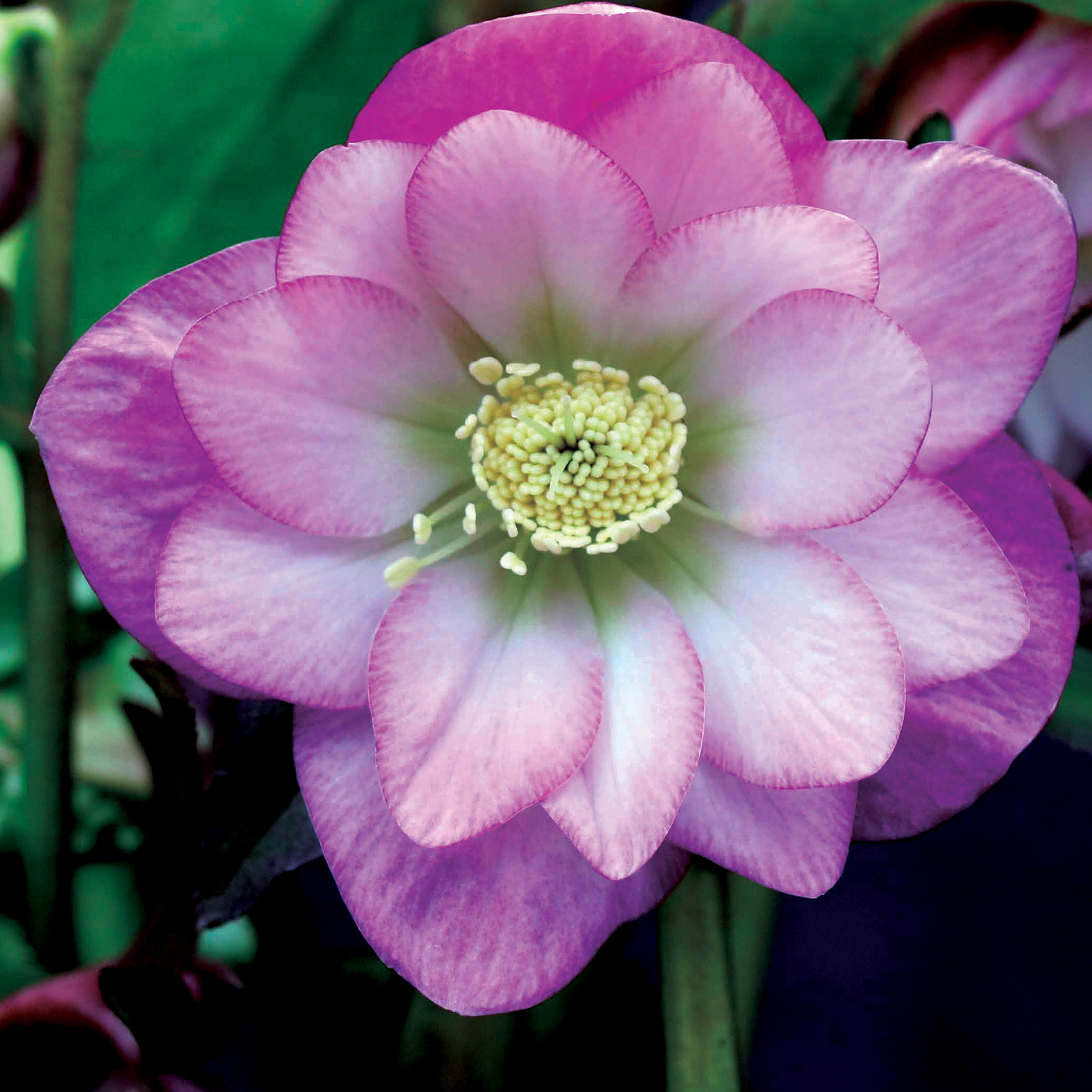 Helleborus NORTH STAR™ ‘Pink’ | TERRA NOVA® Nurseries, Inc.