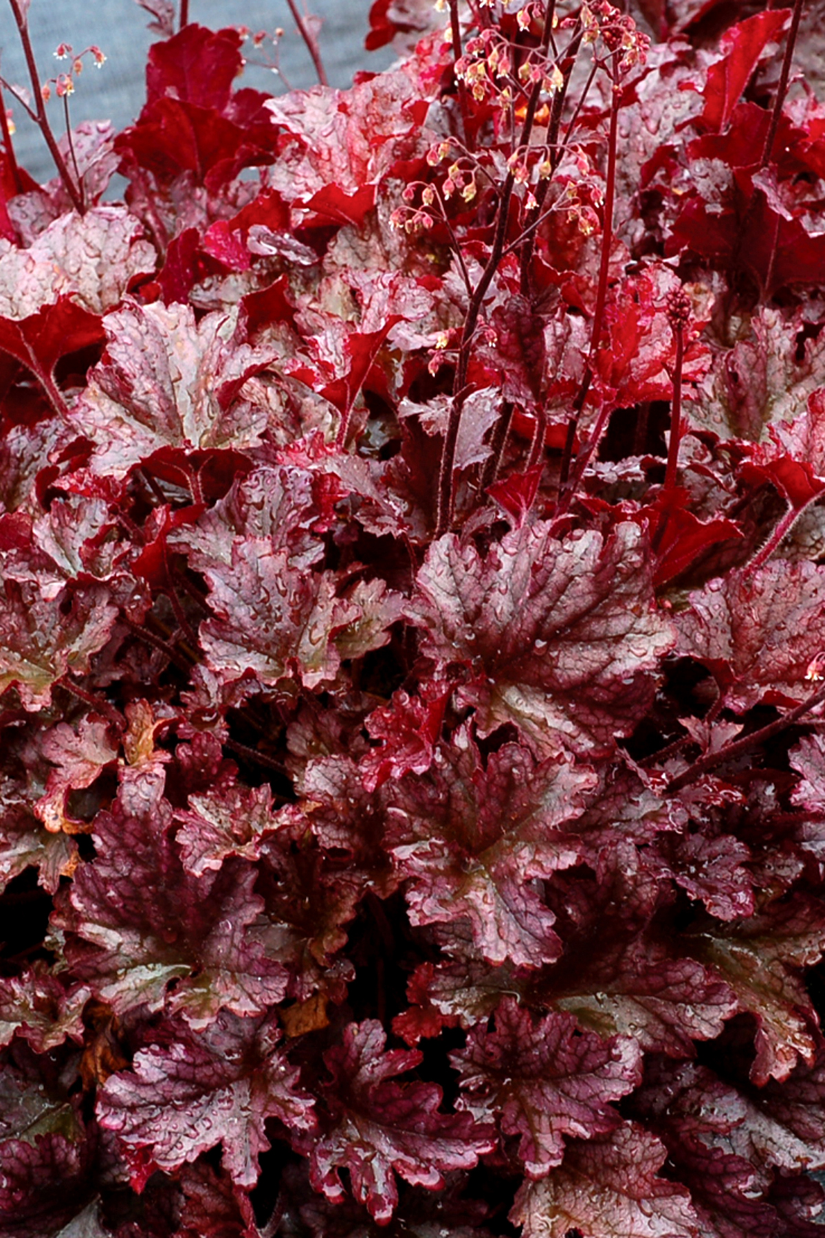 Гейхера berry. Гейхера (Heuchera) мармелад. Гейхера Берри смути. Гейхера Берри смузи. Гейхера черри Берри.