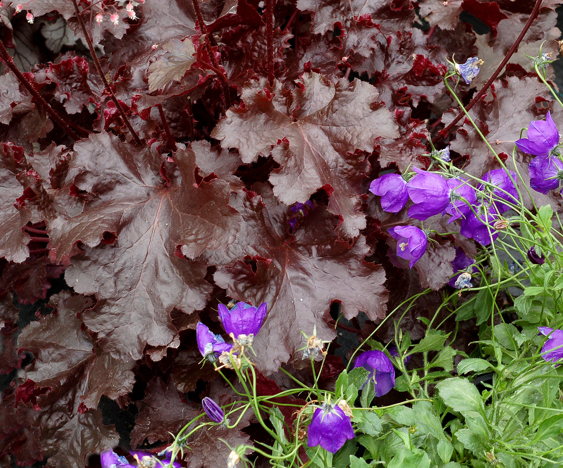 Гейхера блэк таффета. Гейхера Heuchera Black Taffeta. Гейхера Black Beauty. Гейхера Black Taffeta (Блэк таффета).