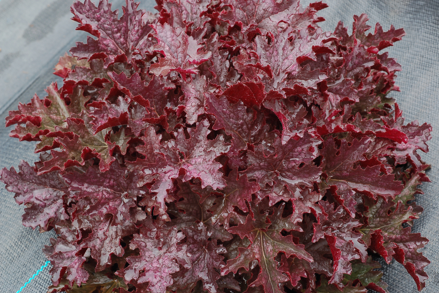 Гейхера эппл крисп. Гейхера блэкберри. Гейхера Purple Petticoats. Heuchera BLACKBERRY crisp.