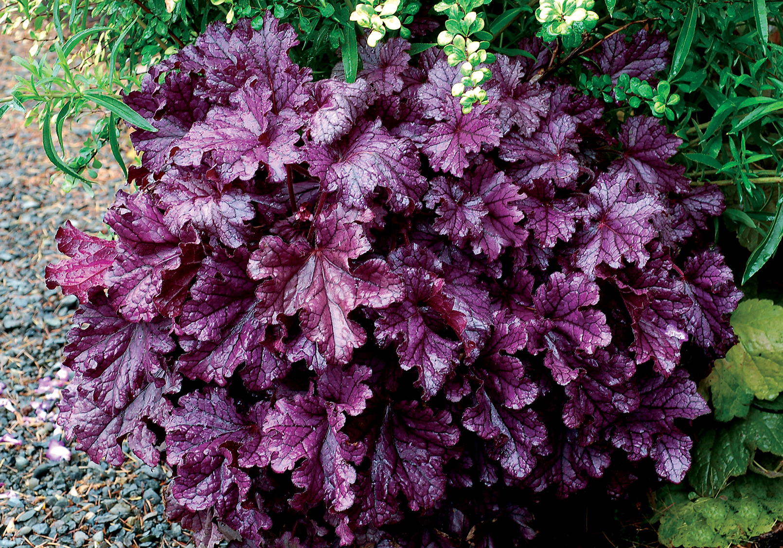 Гейхера рекс. Гейхера Heuchera villosa. Гейхера рекс Пурпл. Гейхера Форевер Пурпл. Гейхера Форевер перпл.