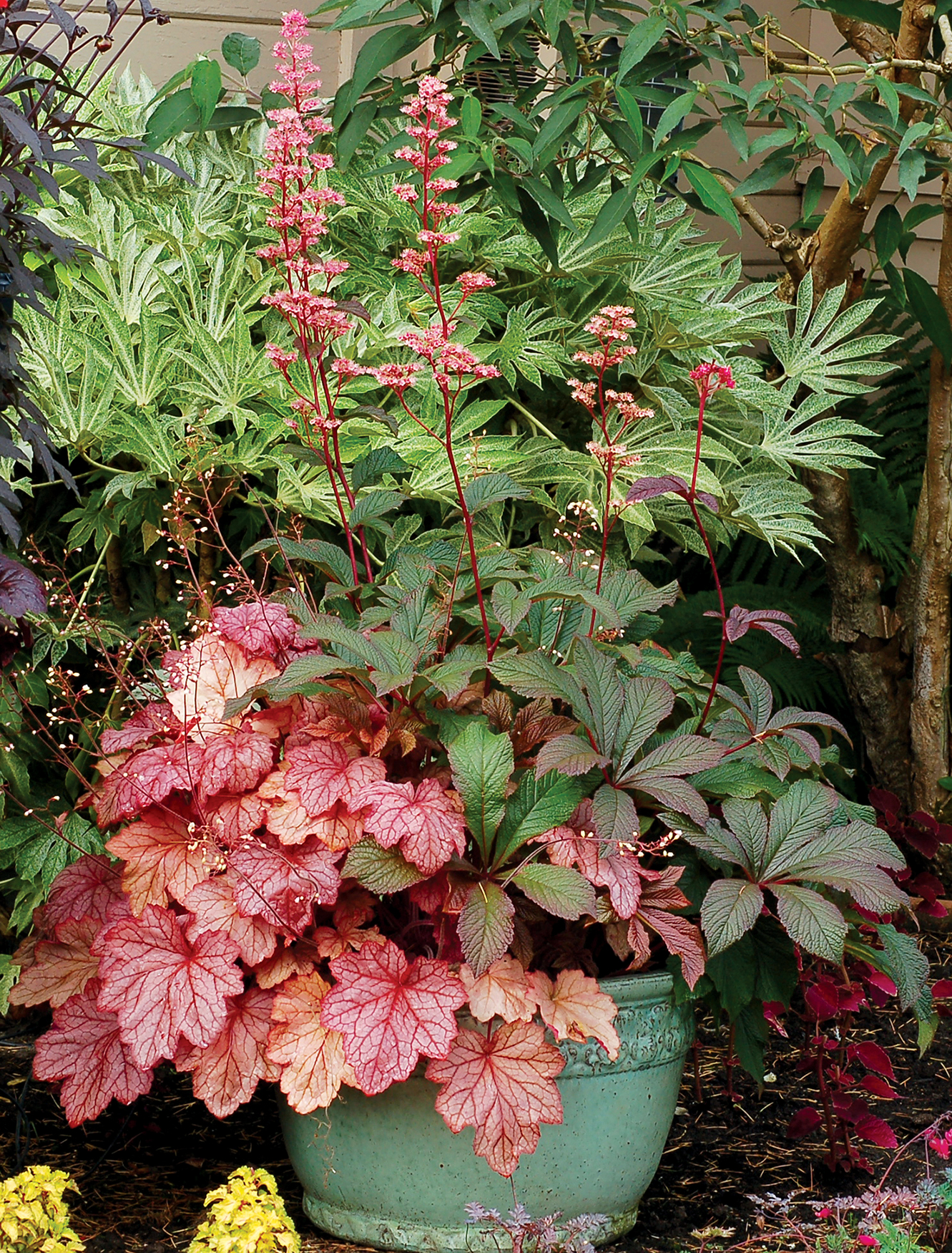 Heuchera ‘georgia Peach Terra Nova® Nurseries Inc