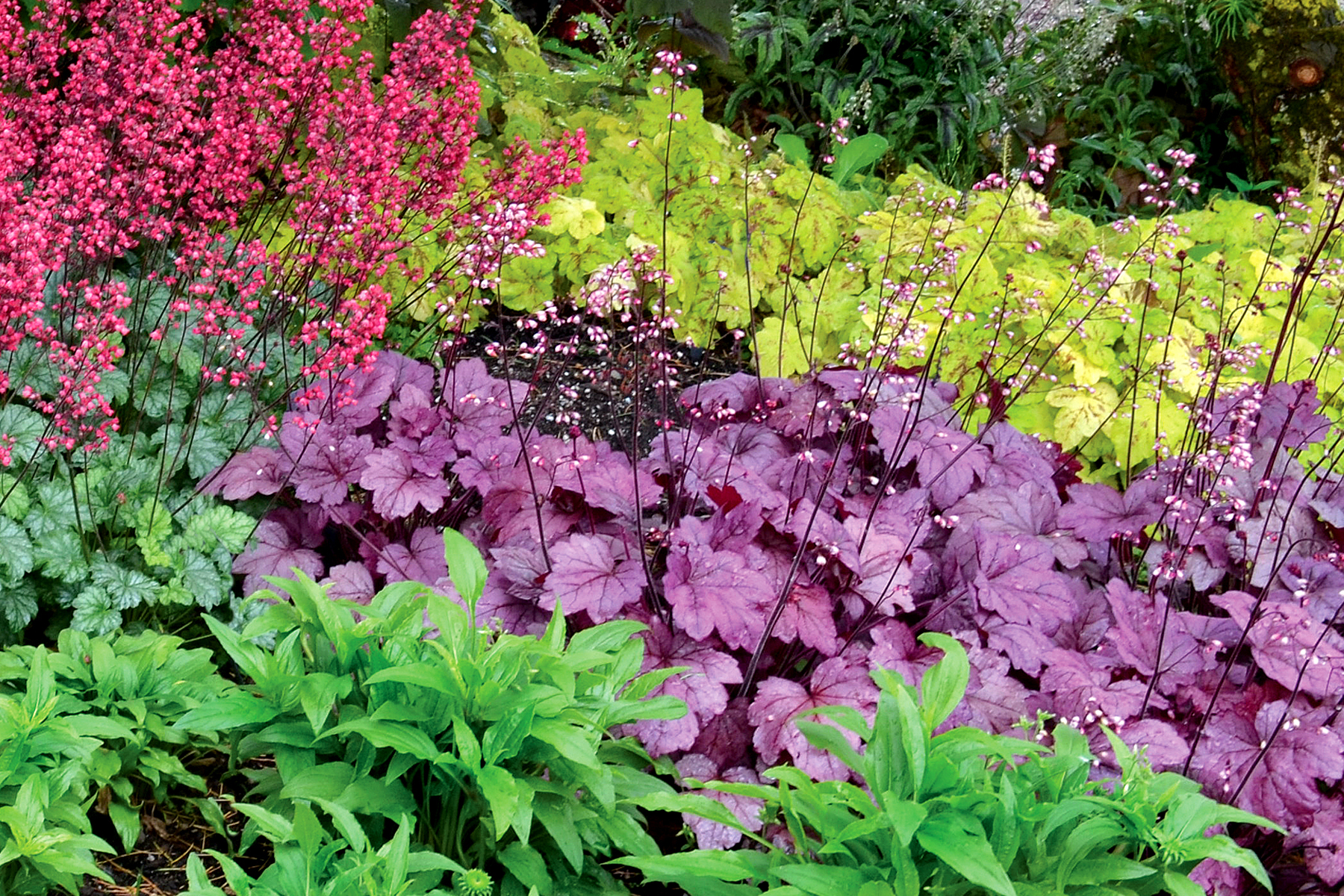 Гейхера Heuchera Georgia Plum