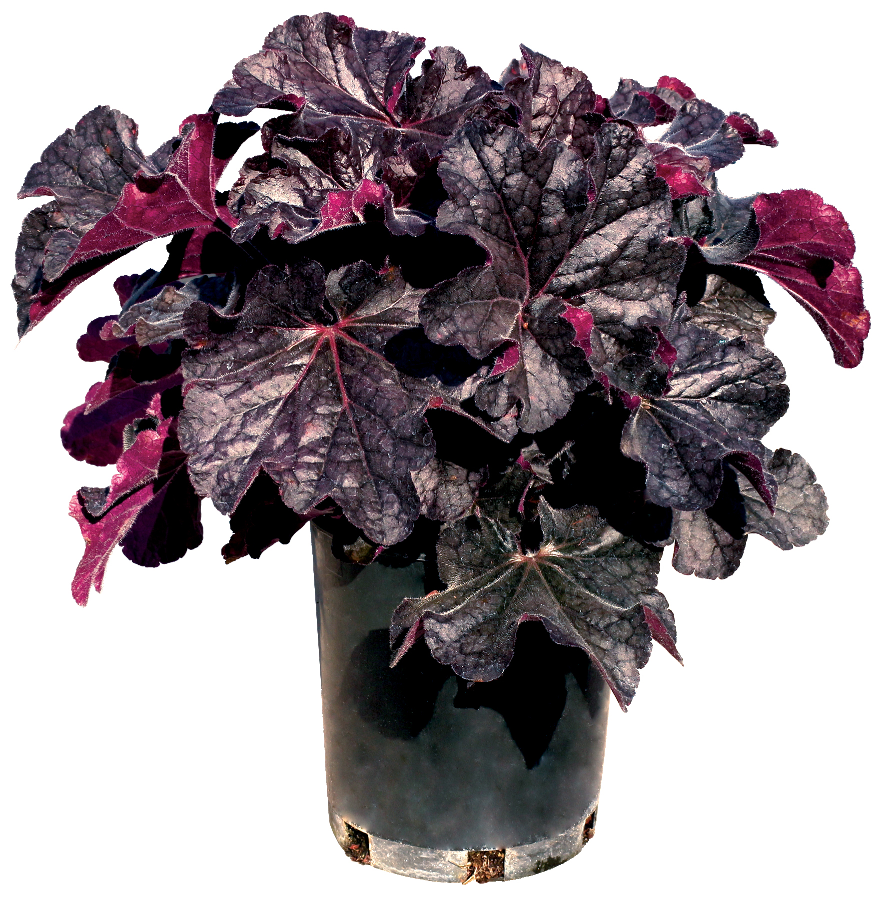 Heuchera GRANDE™ 'Black' | TERRA NOVA® Nurseries, Inc.