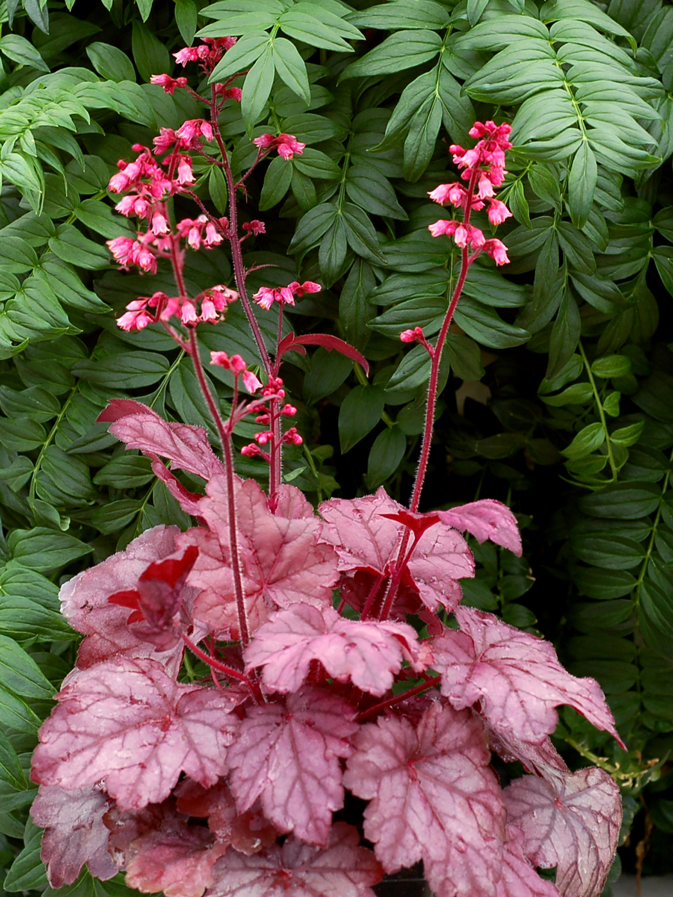 Цветы гейхера. Гейхера грейп сода. Гейхера (Heuchera). Гейхера гибридная grape Soda.