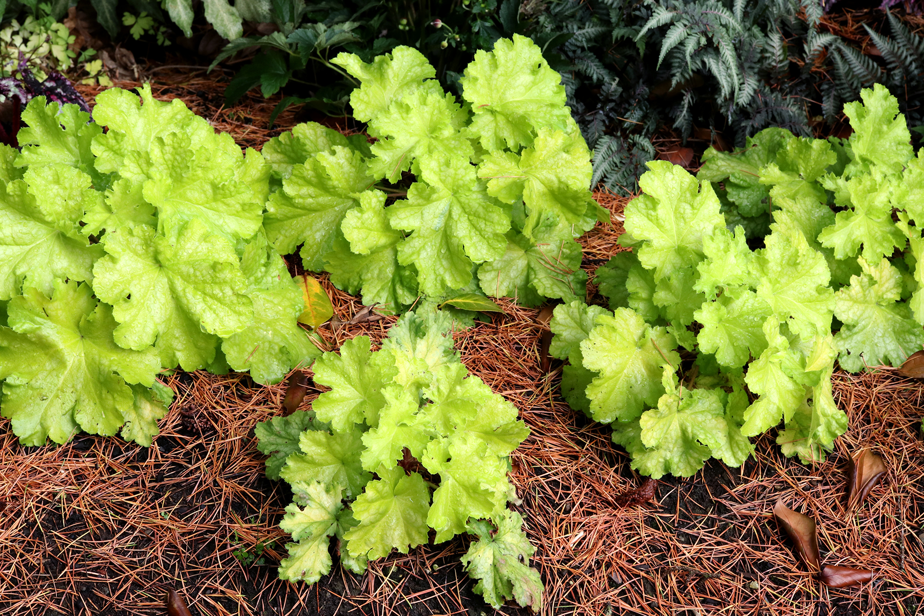 Гейхера эппл. Гейхера Lemon Supreme. Гейхера Heuchera Lemon Supreme. Гейхера грейп сода. Гейхера Lemon Chiffon.