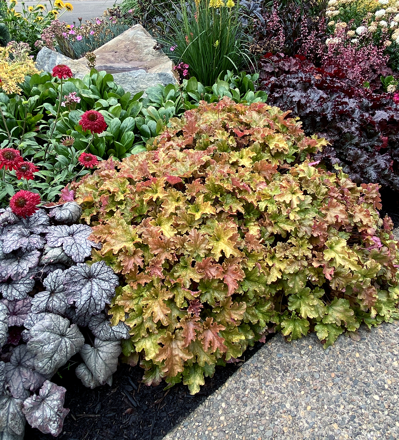 Heuchera 'Marmalade' NOVA® Nurseries,