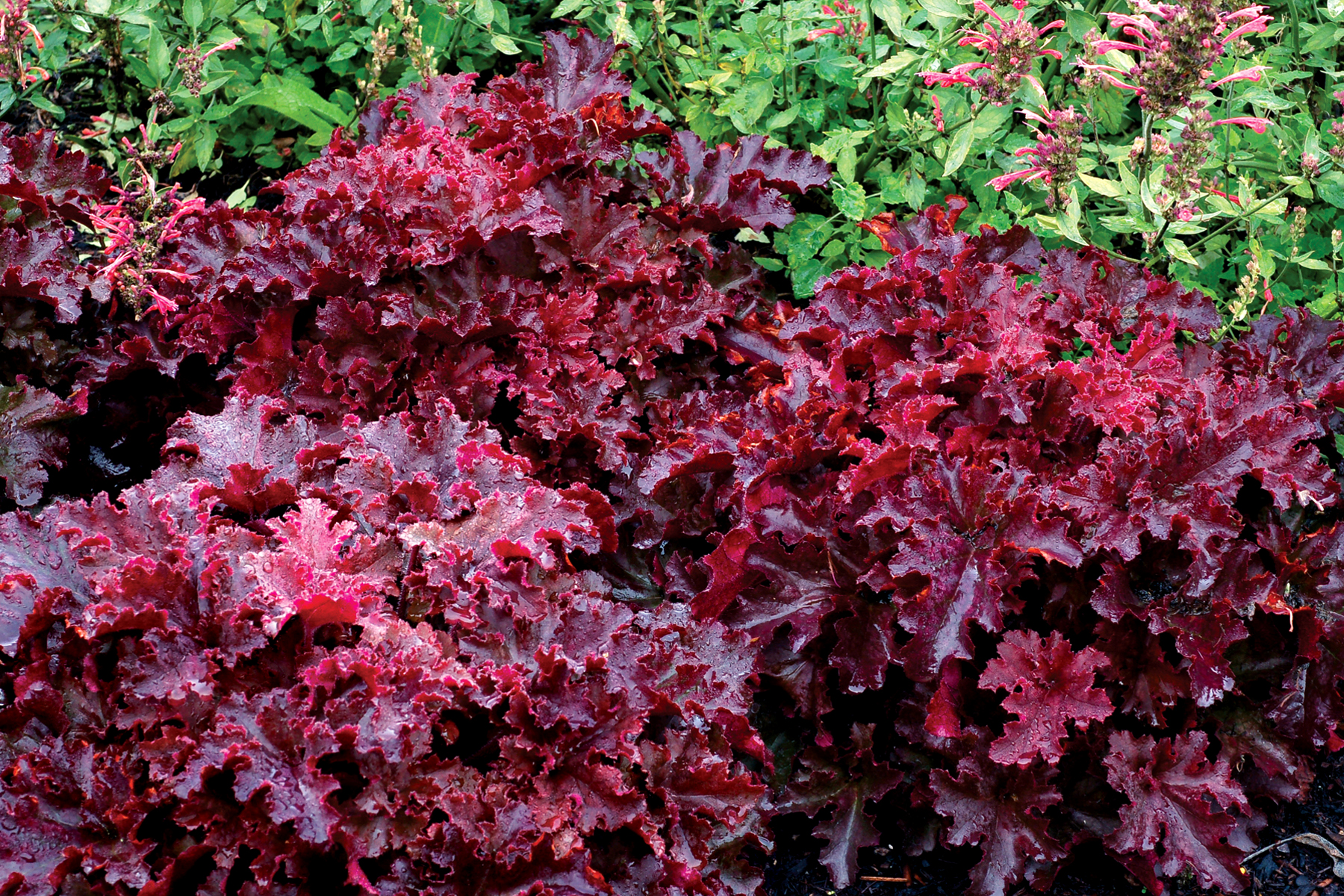 Гейхера мелтинг. Гейхера Миднайт Раффлз. Гейхера (Heuchera) "Миднайт Роуз". Гейхера Берри мармелад. Гейхера черри Берри.