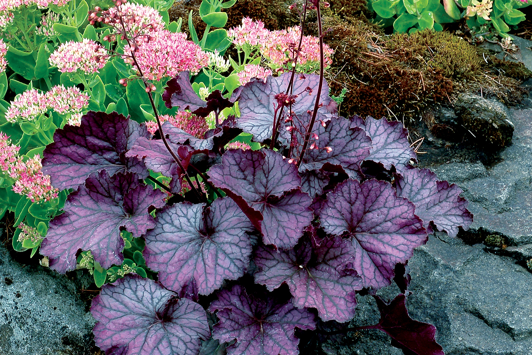 Heuchera -Northern exposure Purple-