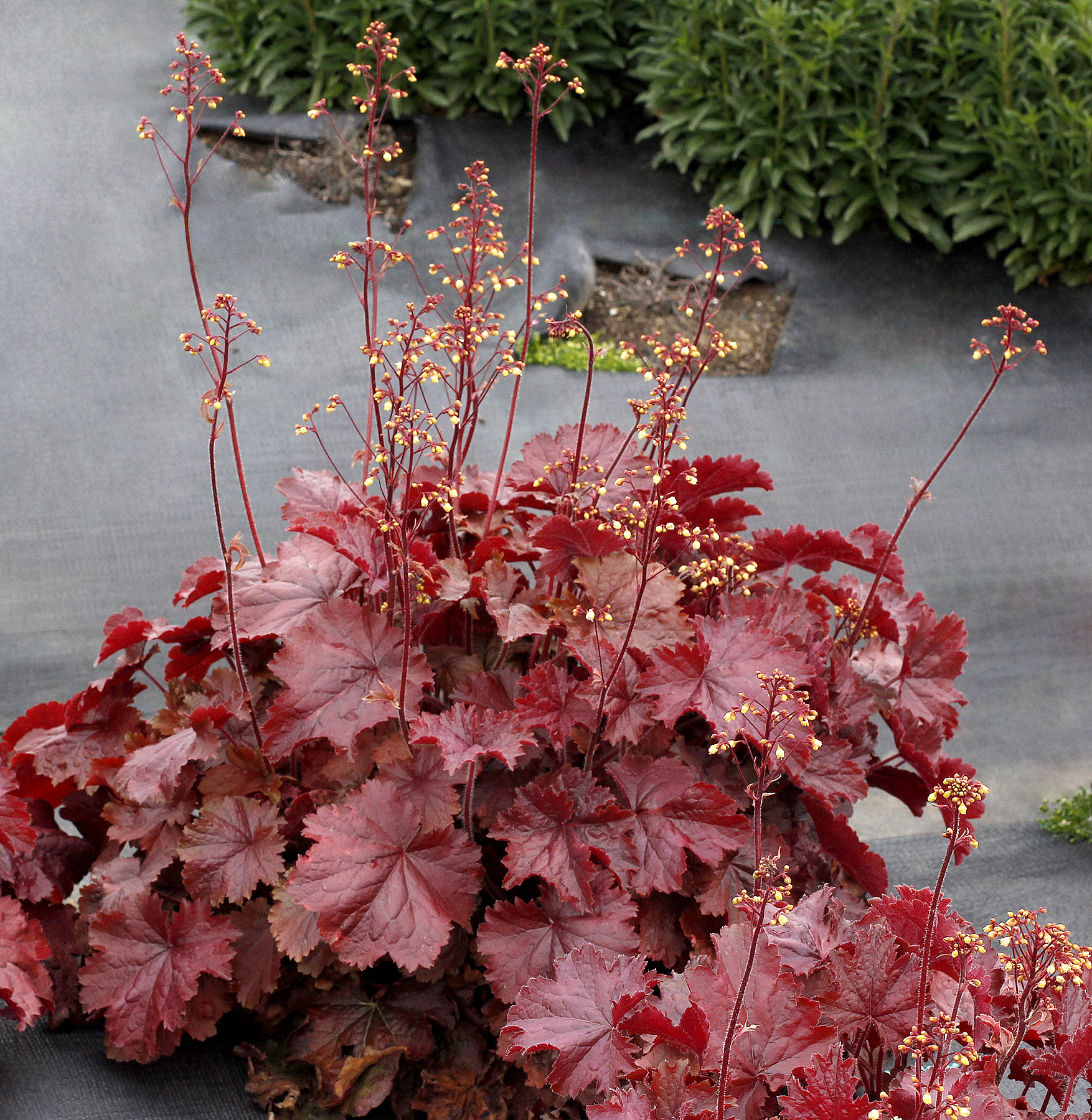 Гейхера солнце. Гейхера Аутумн леавес. Гейхера Amber Waves. Гейхера (Heuchera) "Миднайт Роуз". Гейхера рекс ред.