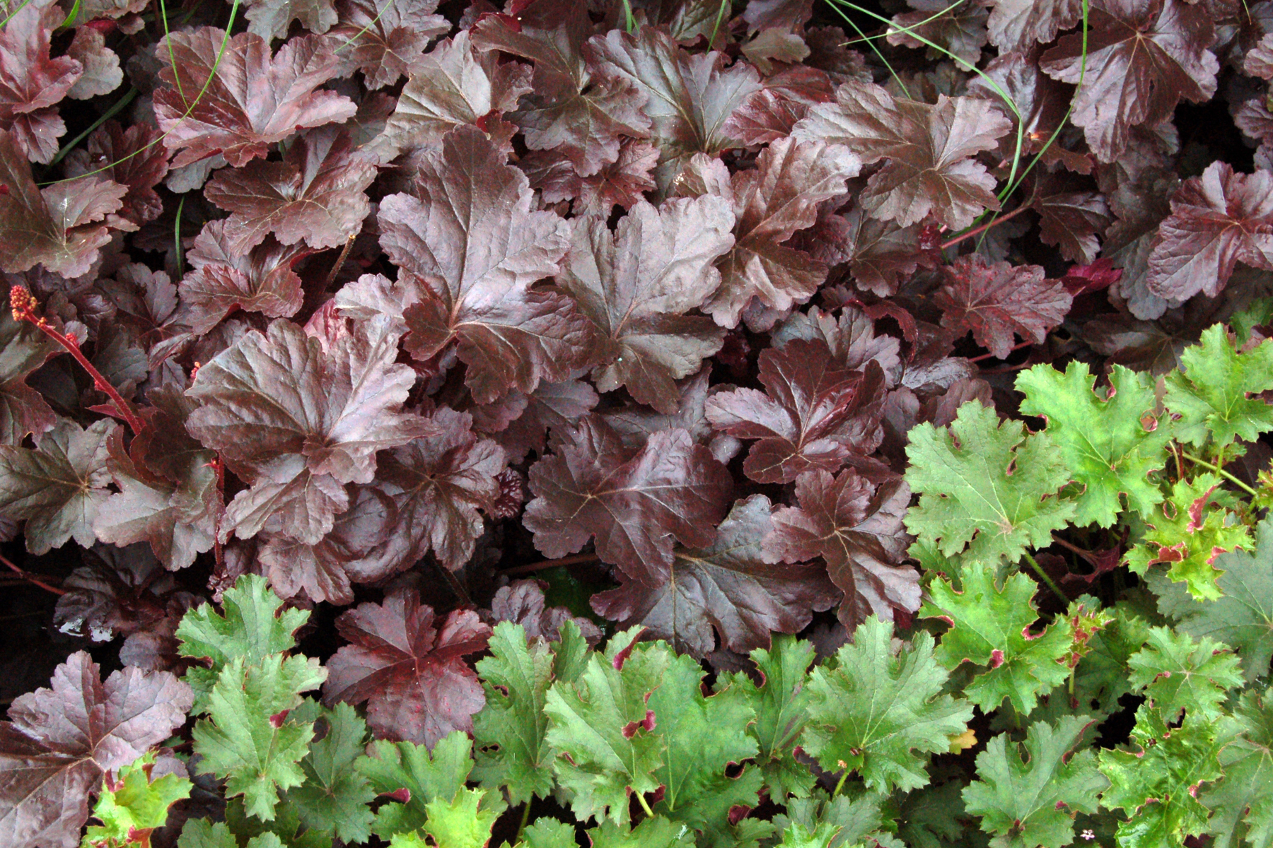 Гейхера недорого. Гейхера Heuchera Obsidian. Гейхера Форевер перпл. Гейхера гибридная "Obsidian". Гейхера Obsidian обсидиан.