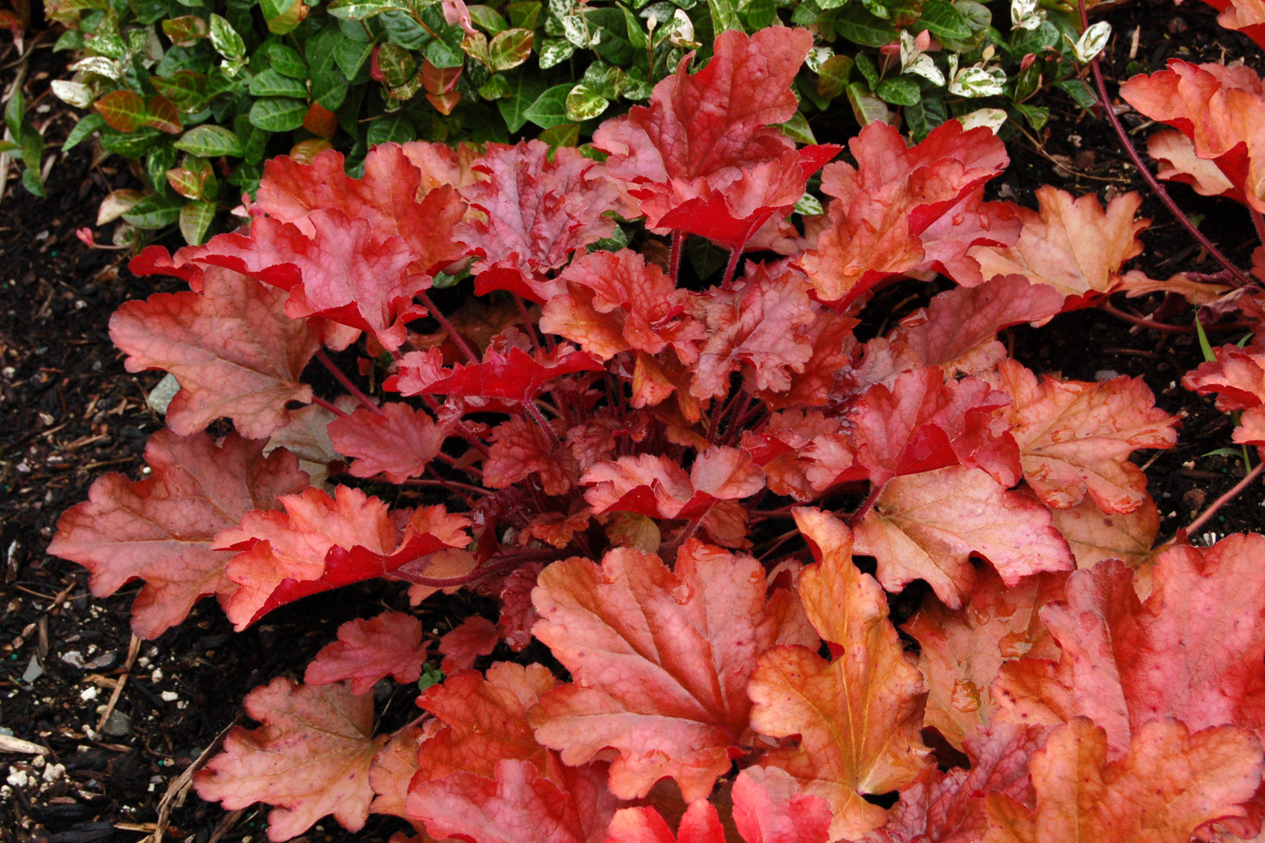 Heuchera ‘peach Flambé Terra Nova® Nurseries Inc