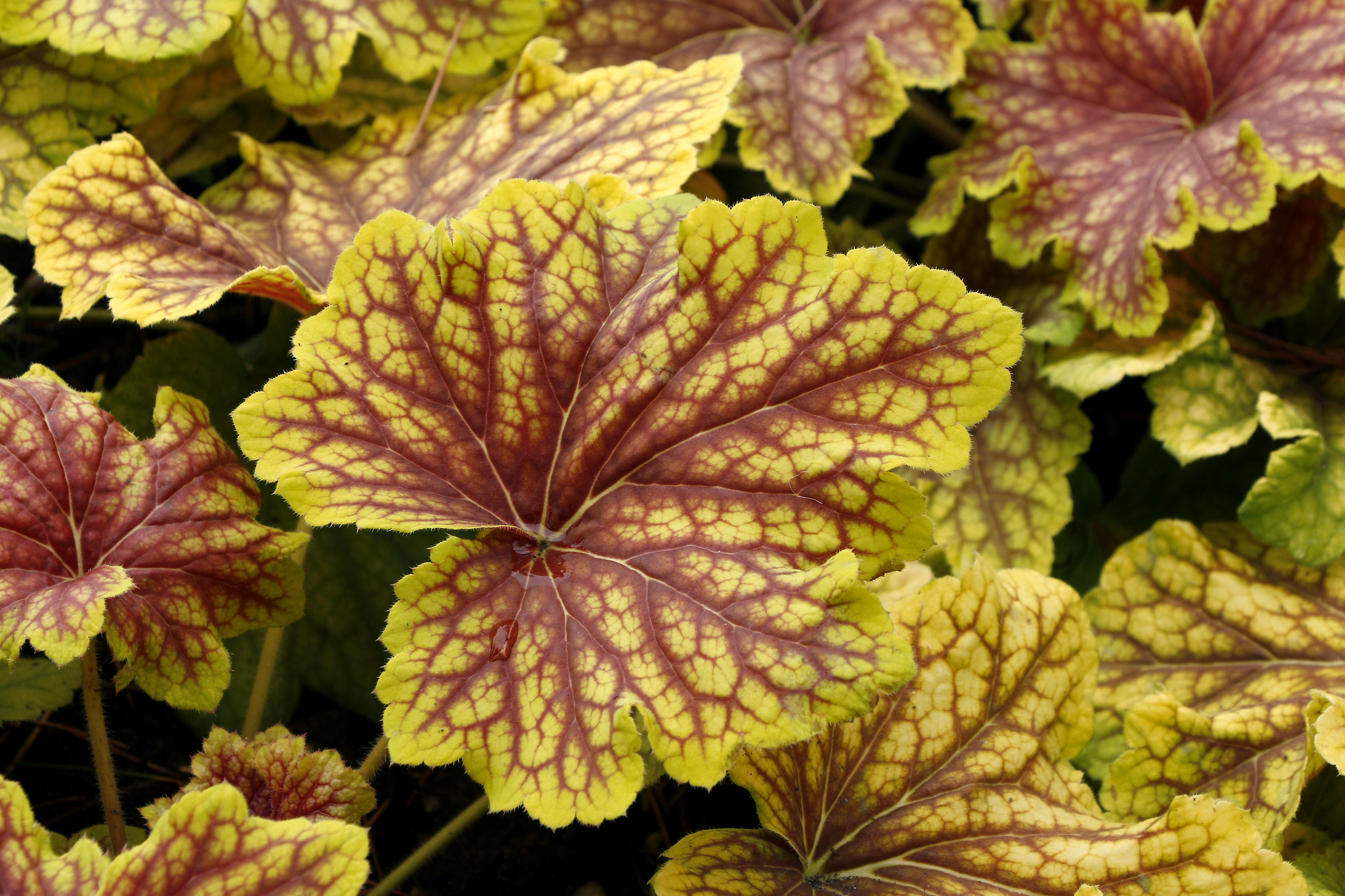 Heuchera 'Red Lightning' | TERRA NOVA® Nurseries, Inc.