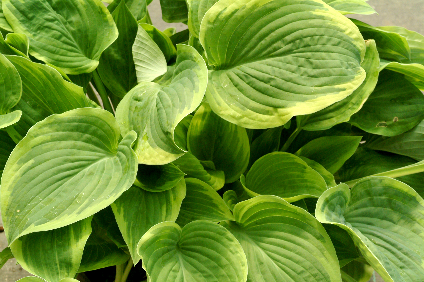 Hosta ‘Diana Remembered’ | TERRA NOVA® Nurseries, Inc.