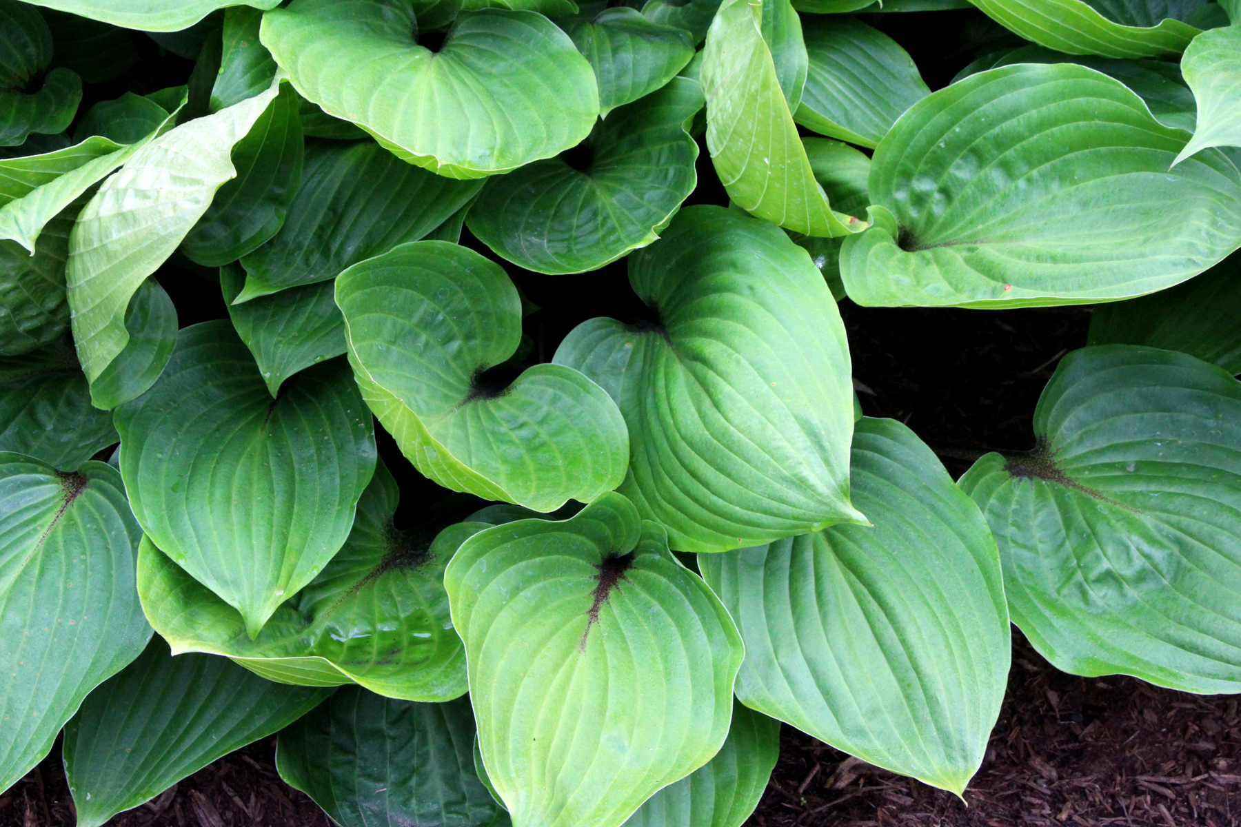 Hosta ‘Purple Heart’ TERRA NOVA® Nurseries, Inc.