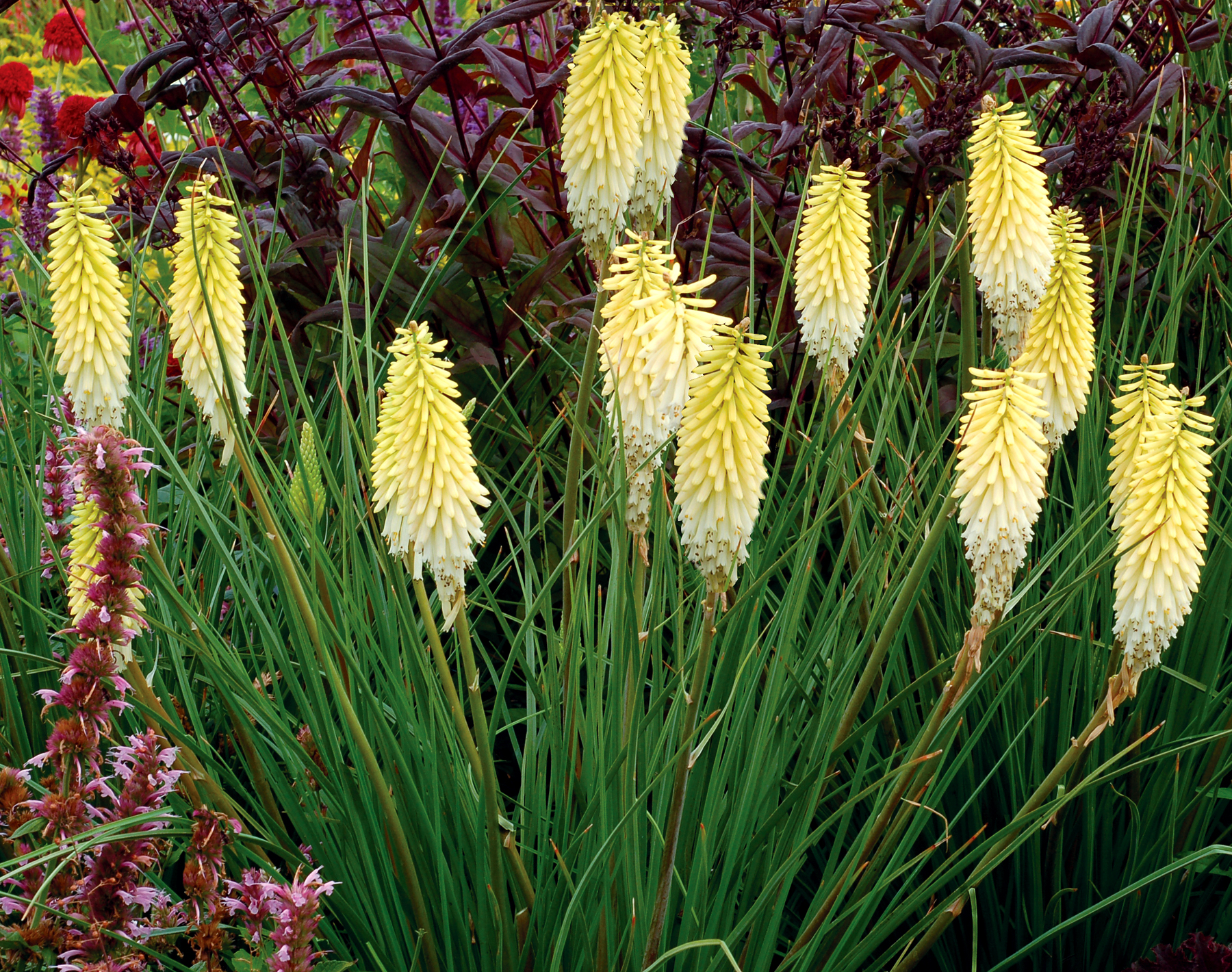 Red Hot Poker Plant For Sale Nz