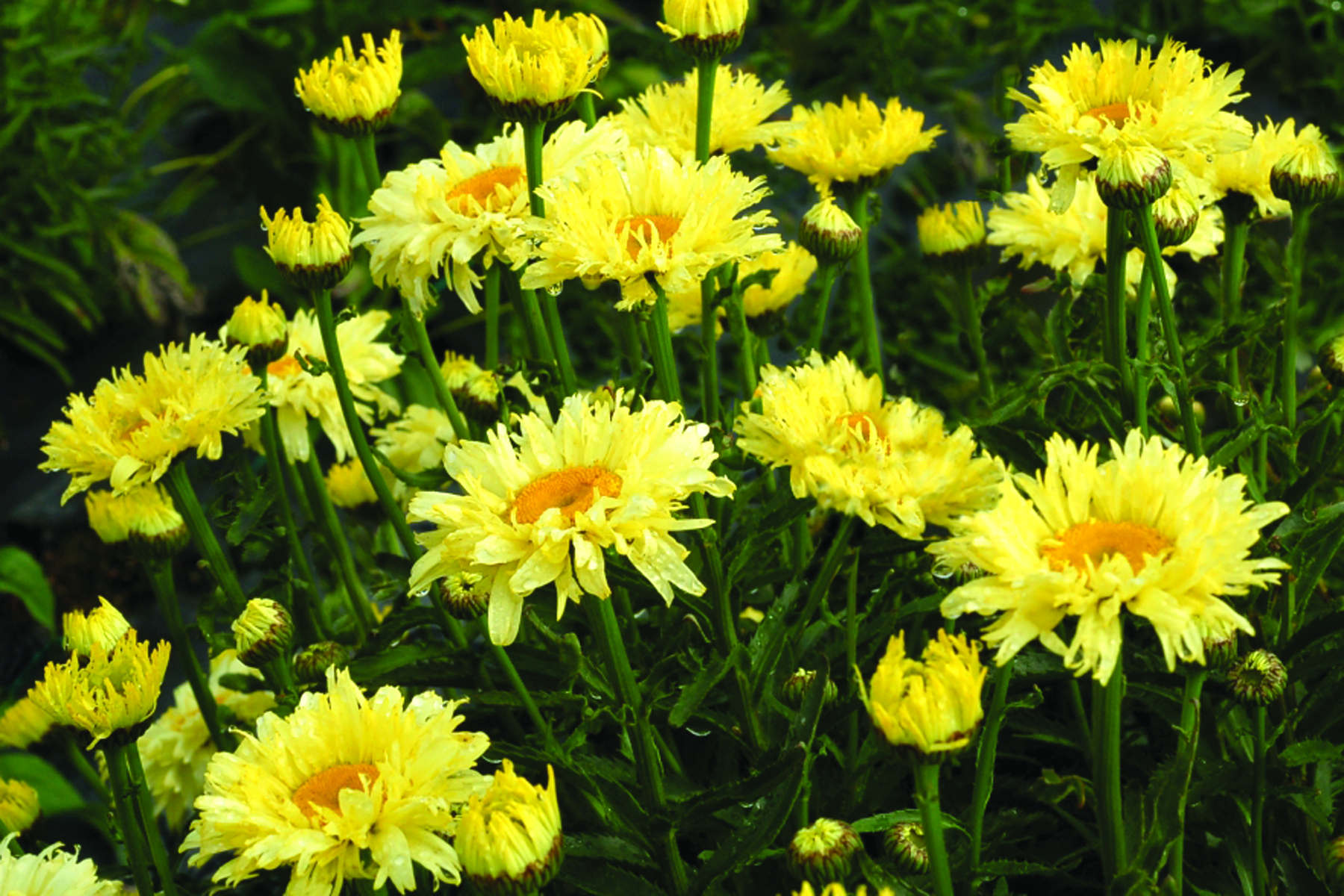 Leucanthemum ‘Goldfinch’ | TERRA NOVA® Nurseries, Inc.