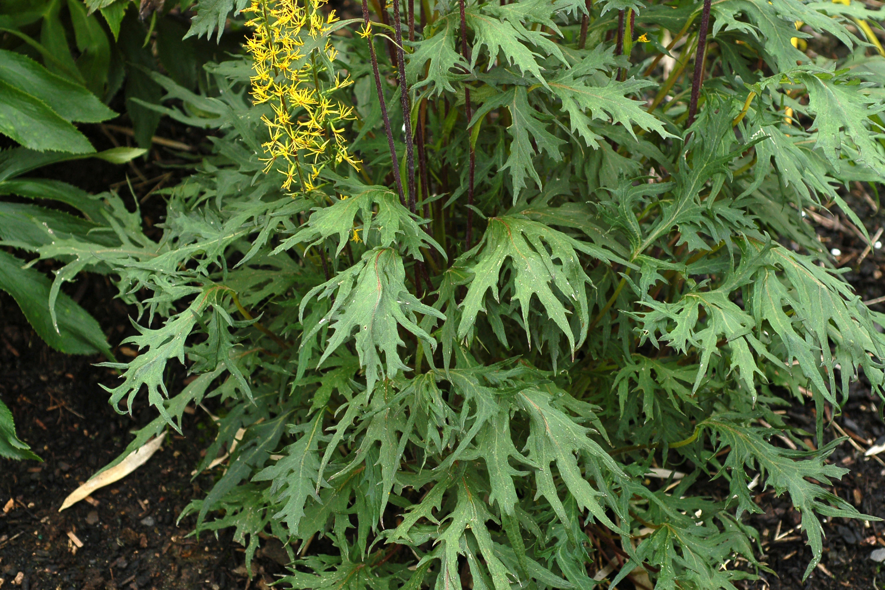 Ligularia Dragon S Breath Terra Nova Nurseries Inc