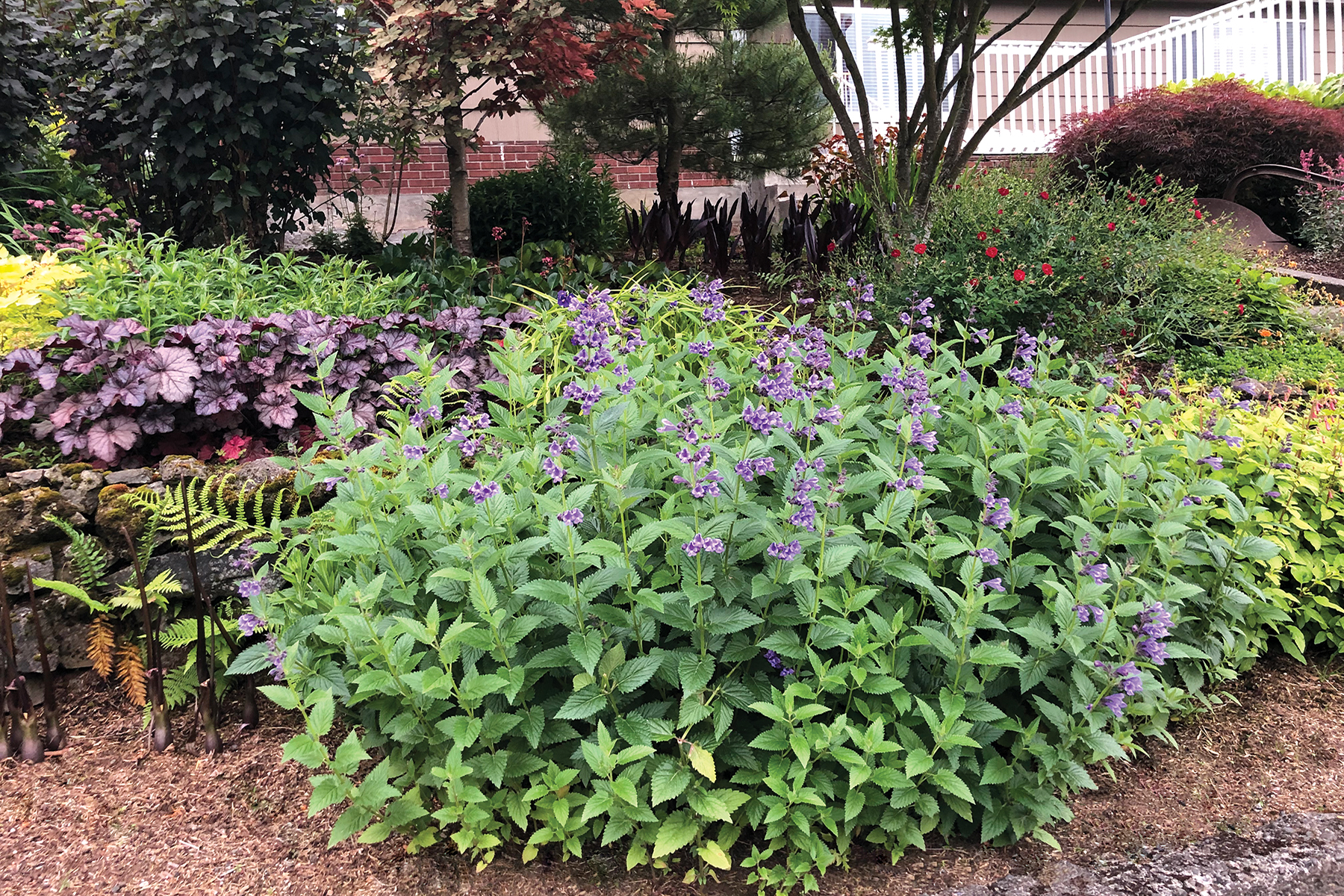 Котовник Nepeta Blue Dragon