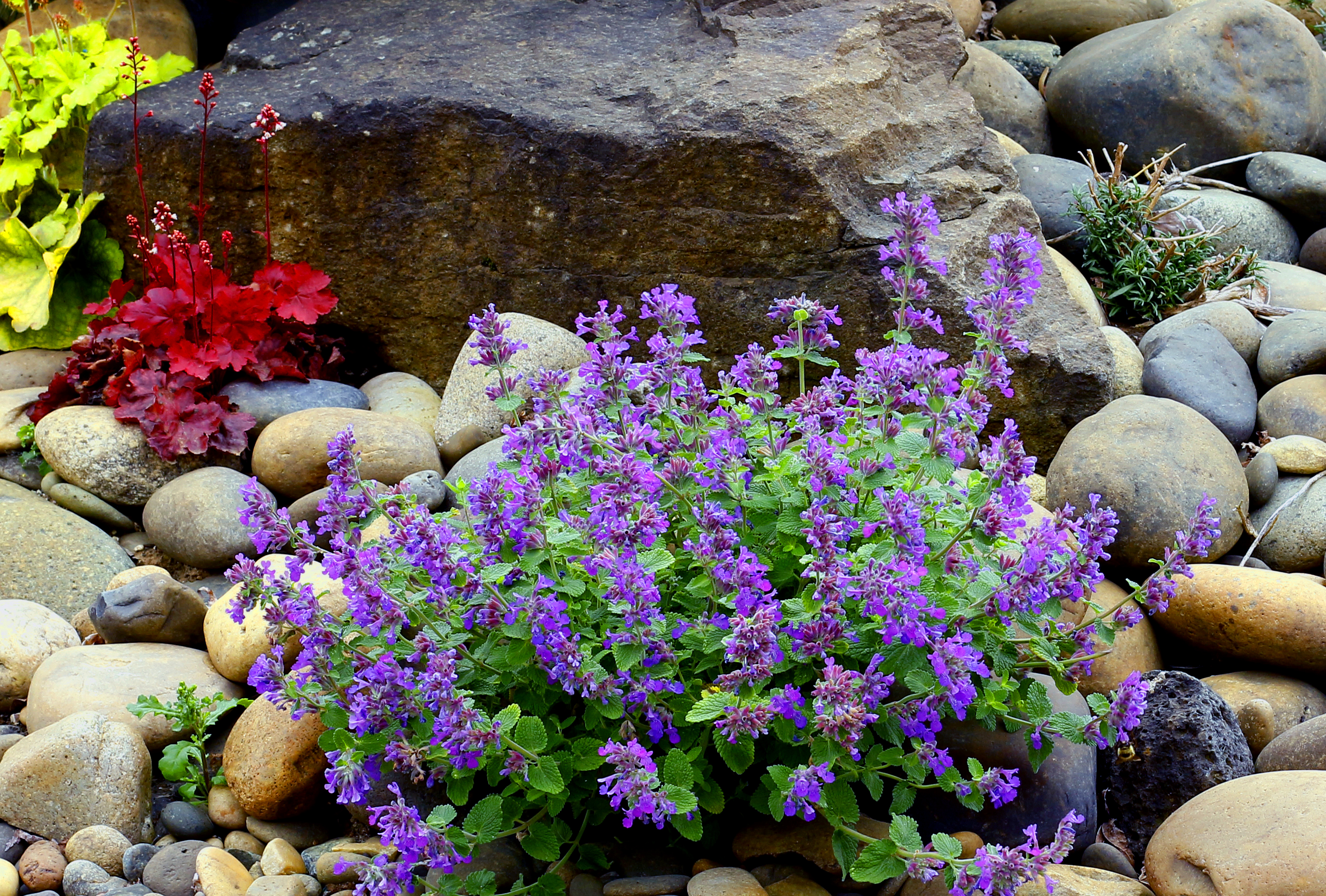 Nepeta NOVA® 'Blue'  TERRA NOVA® Nurseries, Inc.