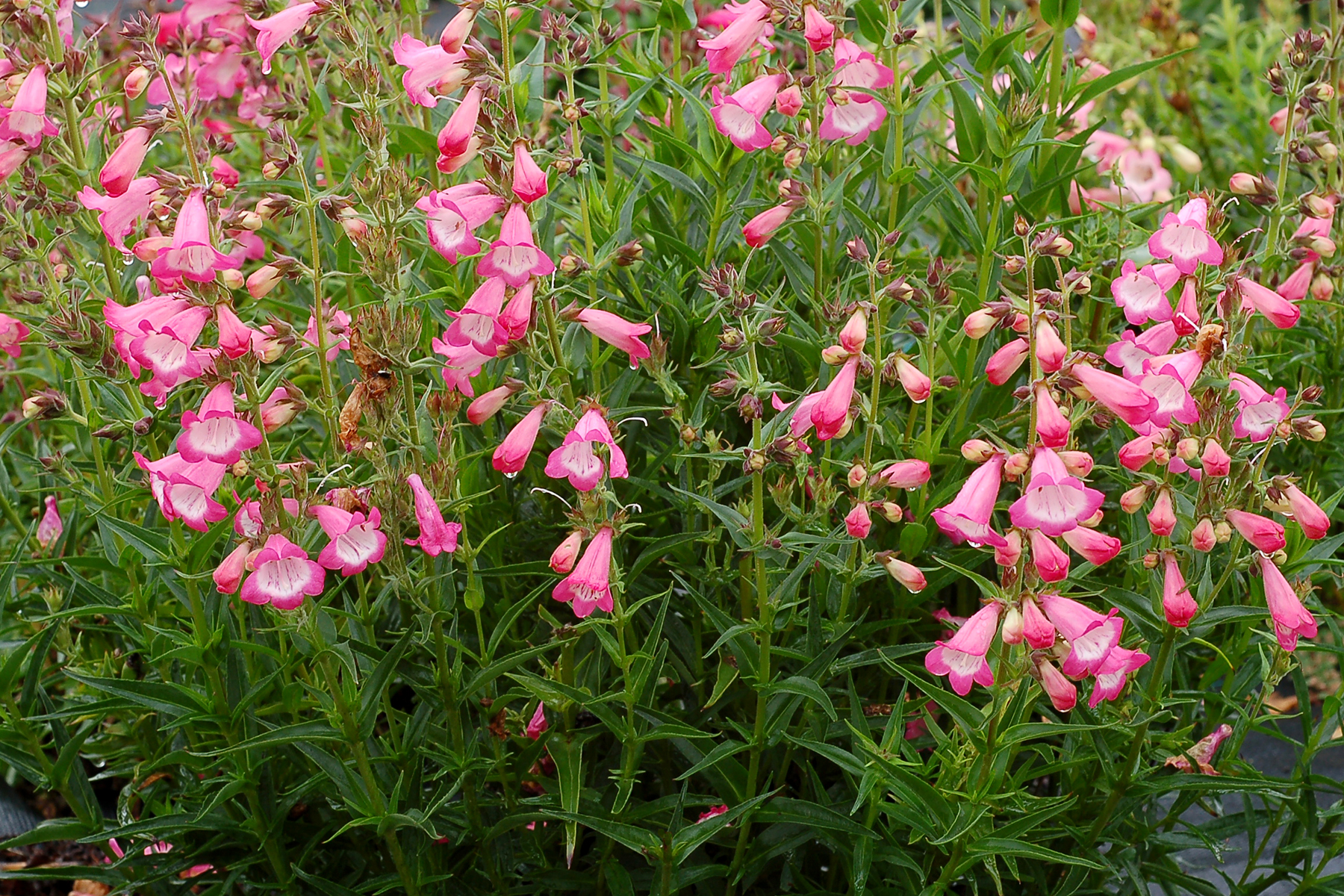 Penstemon HARLEQUIN™ ‘Pink’ | TERRA NOVA® Nurseries, Inc.