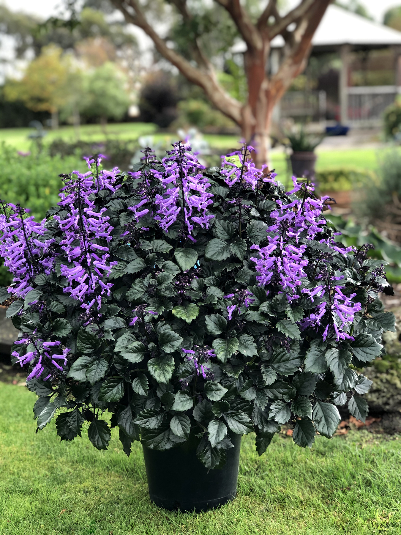 Plectranthus VELVET™ | TERRA Nurseries, Inc.