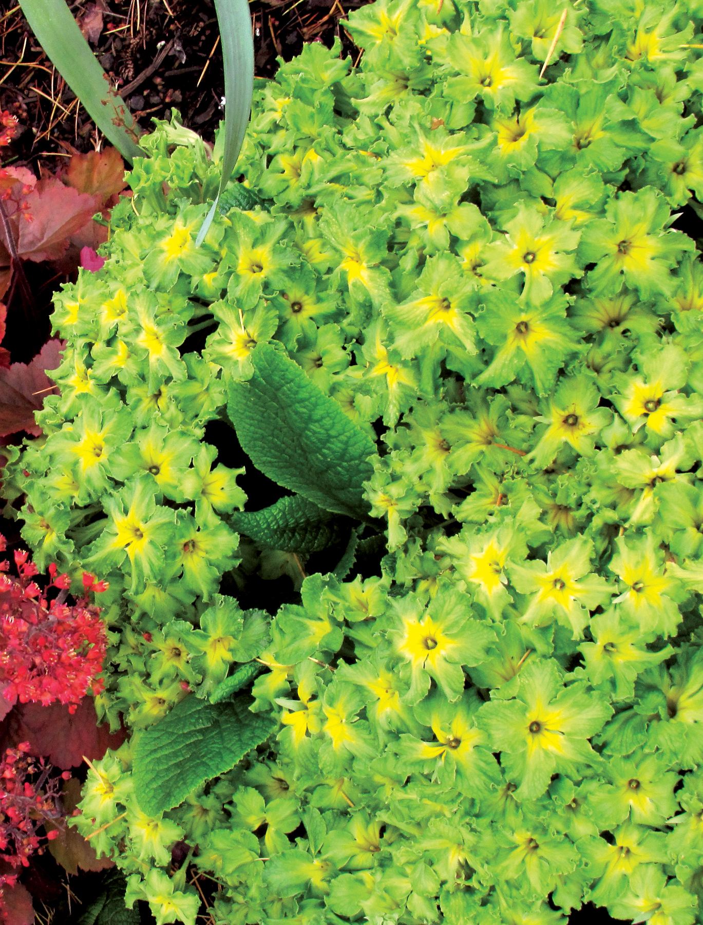 Primula Green Lace