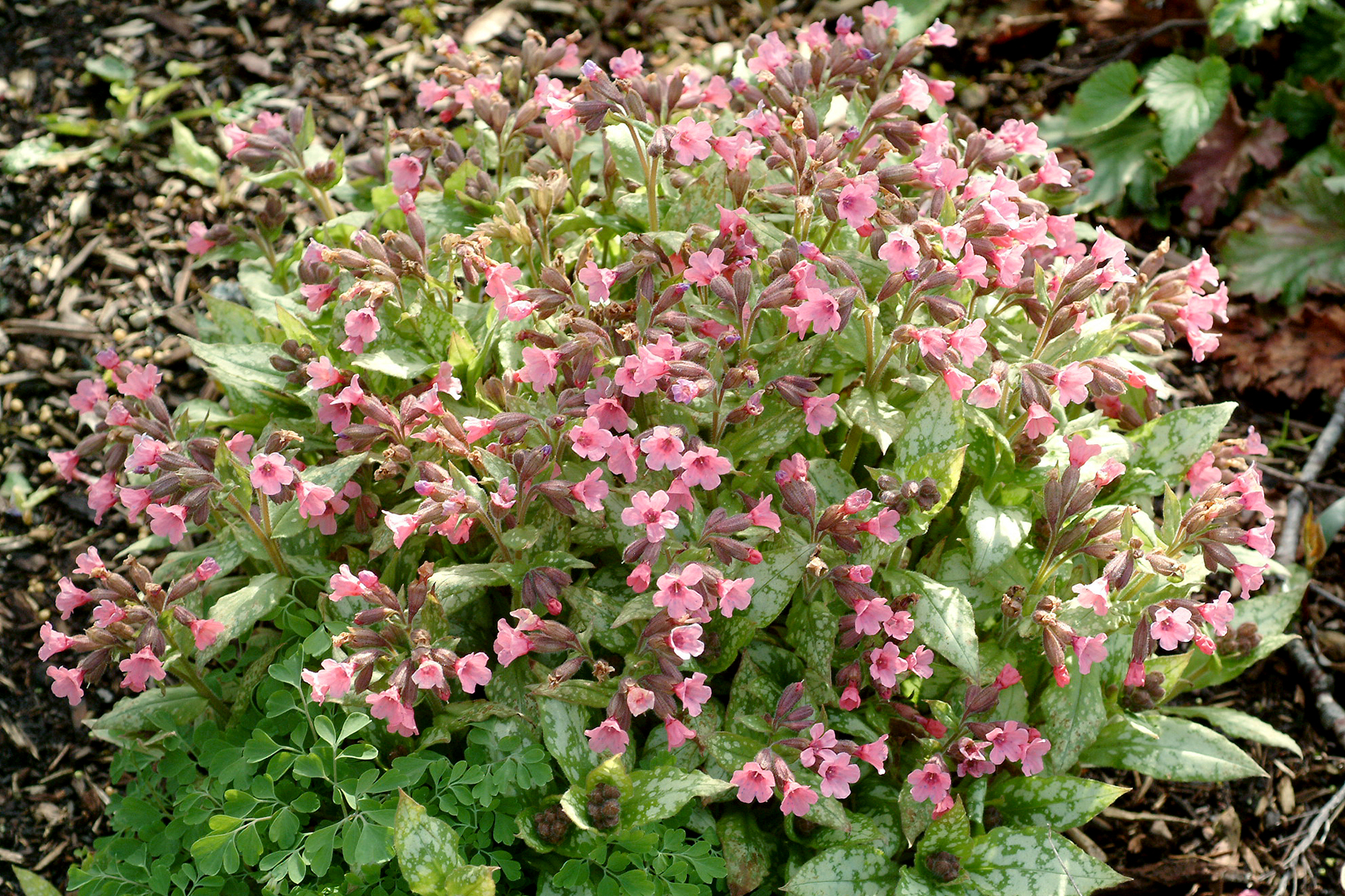 Медуница морозостойкость. Медуница (Pulmonaria). Медуница Барфилд Пинк. Медуница Дэвид Вард. Медуница гибридная Opal.