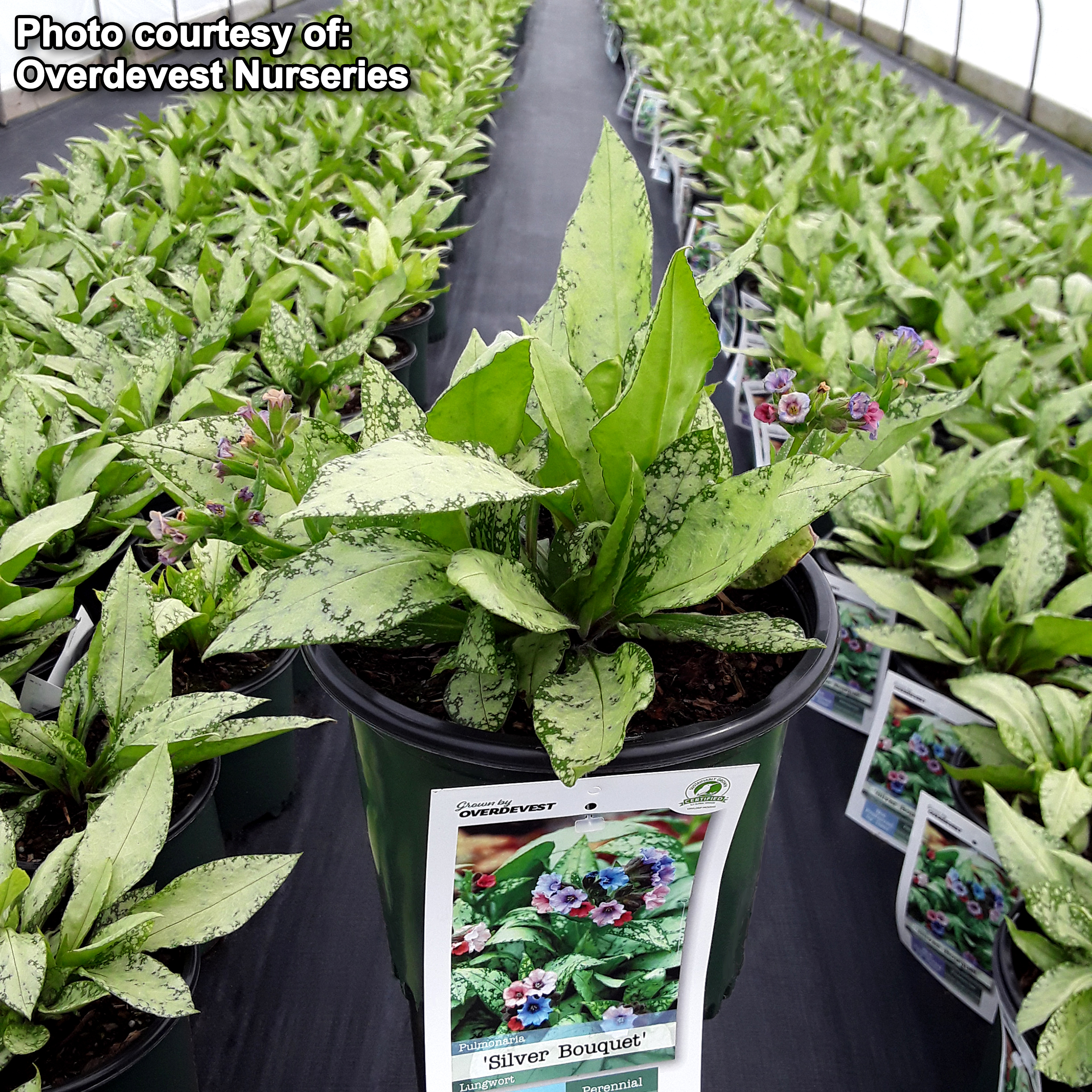 Pulmonaria 'Silver Bouquet' (Lungwort)