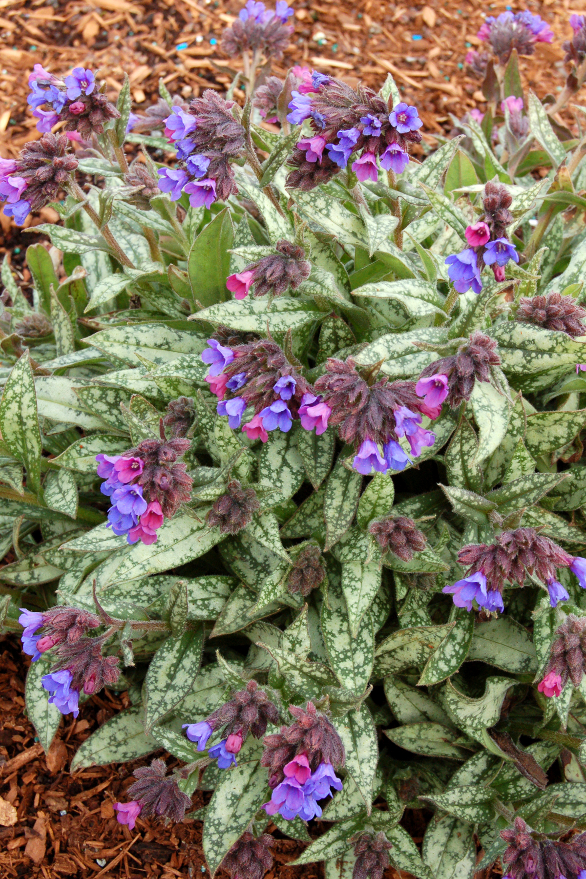 Медуница высота. Медуница cevennensis. Медуница longifolia cevennensis. Медуница длиннолистная. Медуница длиннолистная Самурай.