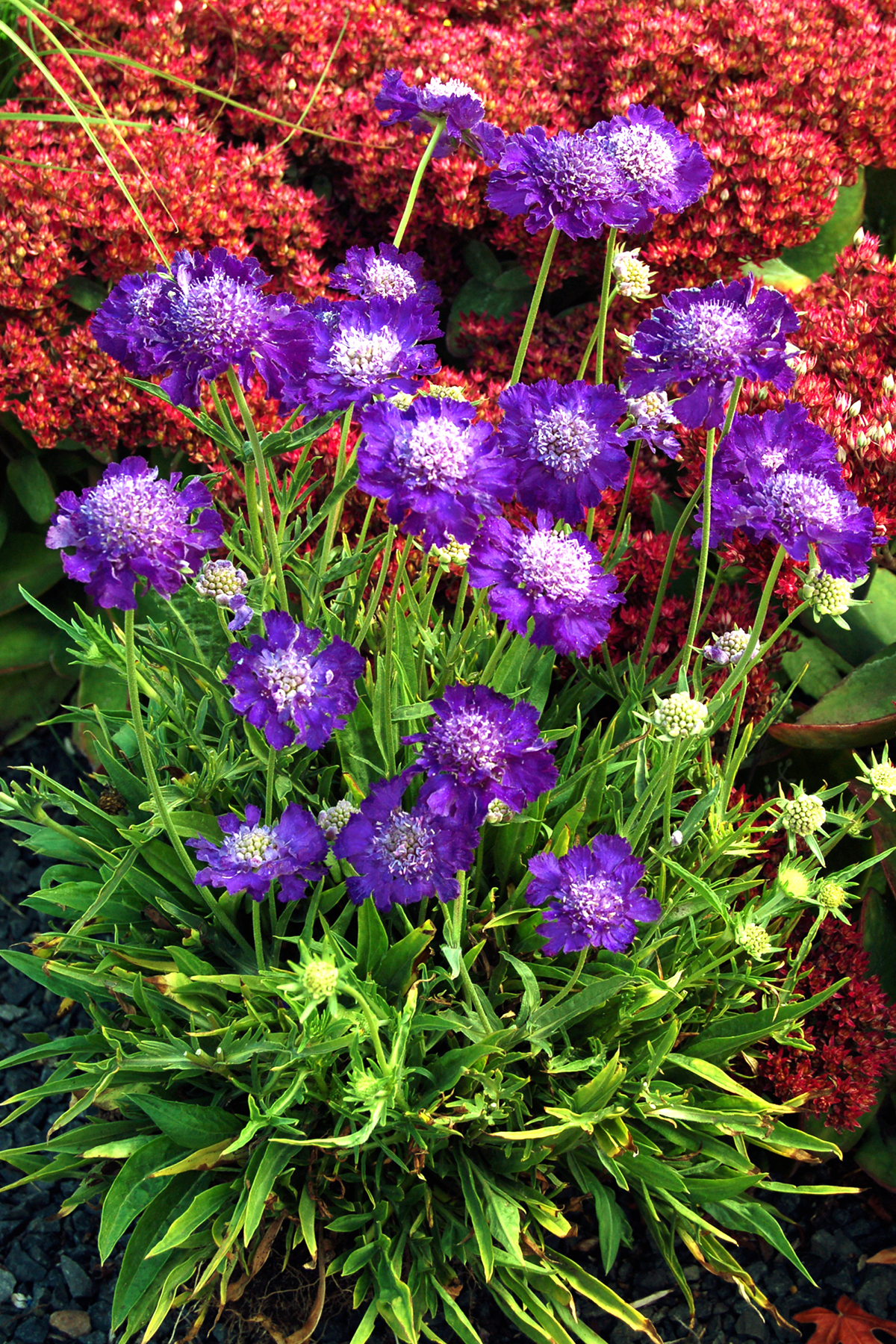 Scabiosa ‘Ultra Violet’ | TERRA NOVA® Nurseries, Inc.