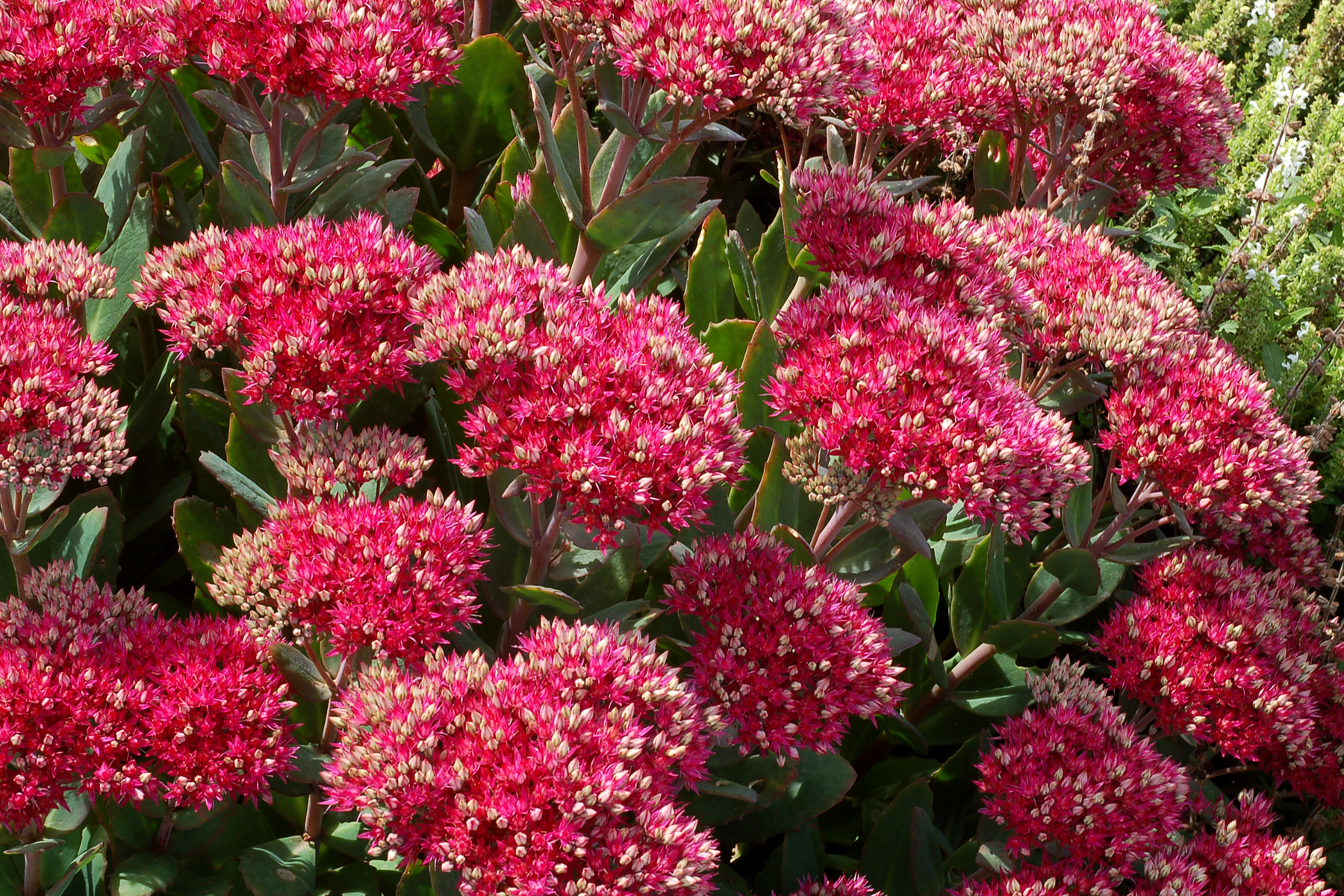 Sedum ‘Class Act’ TERRA NOVA® Nurseries, Inc.