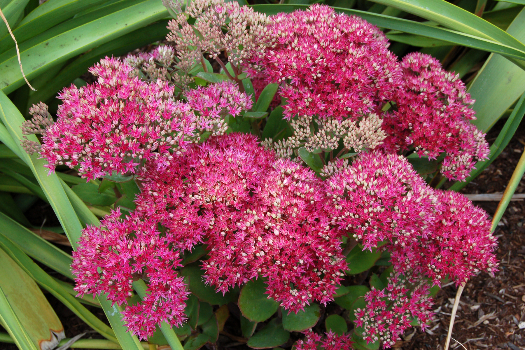 Sedum ‘Class Act’ TERRA NOVA® Nurseries, Inc.