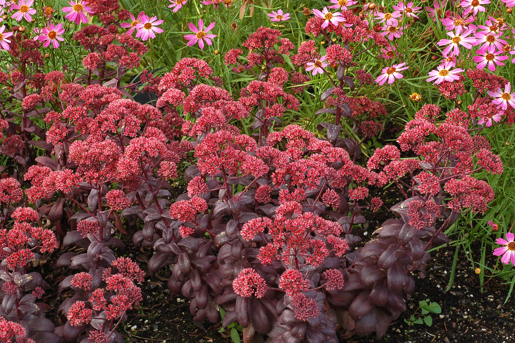 Sedum Desert Red Terra Nova Nurseries Inc