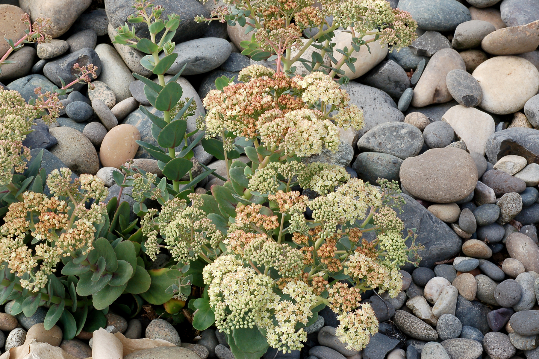 Sedum ‘Rosetta’ | TERRA NOVA® Nurseries, Inc.