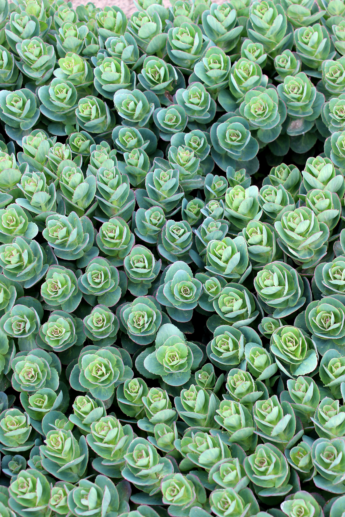 Sedum ‘Rosetta’ | TERRA NOVA® Nurseries, Inc.