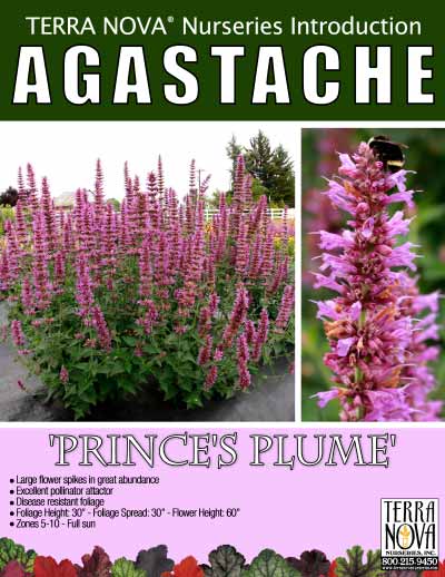 Agastache 'Prince's Plume' - Product Profile