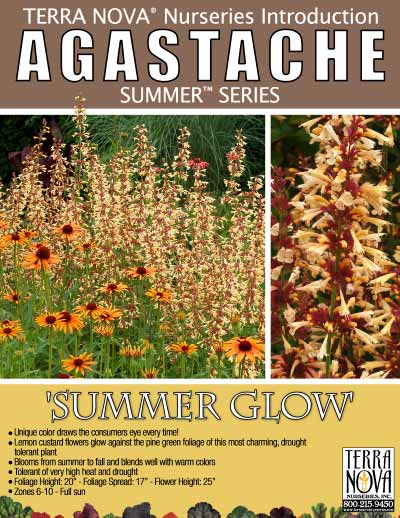 Agastache 'Summer Glow' - Product Profile