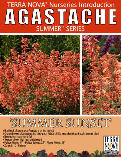Agastache 'Summer Sunset' - Product Profile