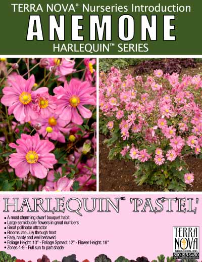 Anemone HARLEQUIN™ 'Pastel' - Product Profile