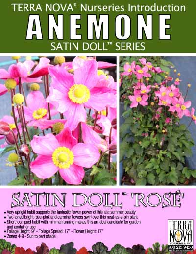 Anemone SATIN DOLL™ 'Rosé' - Product Profile