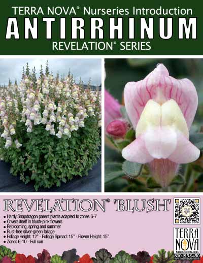 Antirrhinum REVELATION® 'Blush' - Product Profile