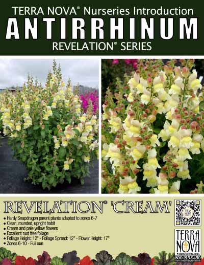 Antirrhinum REVELATION® 'Cream' - Product Profile