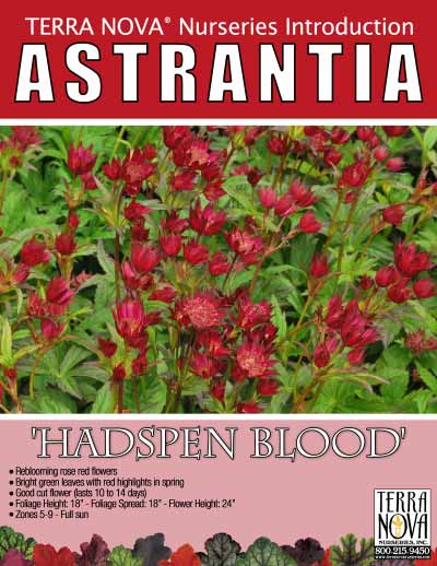 Astrantia 'Hadspen Blood' - Product Profile