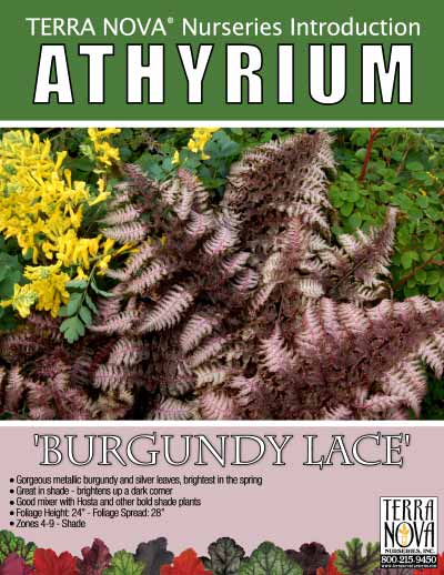 Athyrium 'Burgundy Lace' - Product Profile