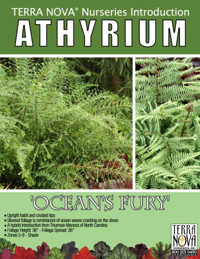 Athyrium 'Ocean's Fury' - Product Profile