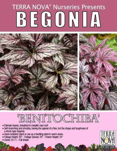 Begonia 'Benitochiba' - Product Profile