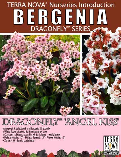 Bergenia DRAGONFLY™ 'Angel Kiss' - Product Profile