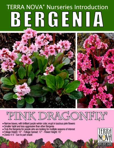 Bergenia 'Pink Dragonfly' - Product Profile